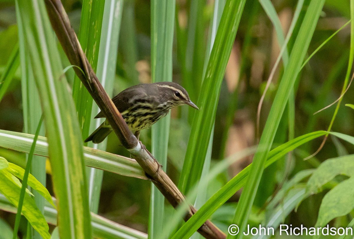 Northern Waterthrush - ML602757401