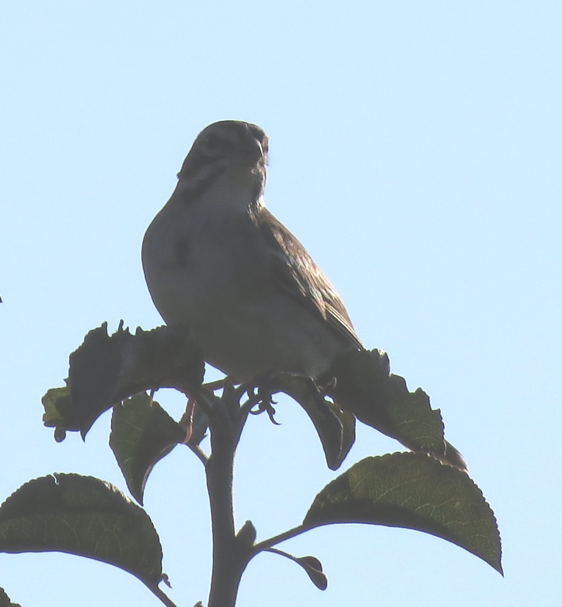 Lark Sparrow - ML602757561