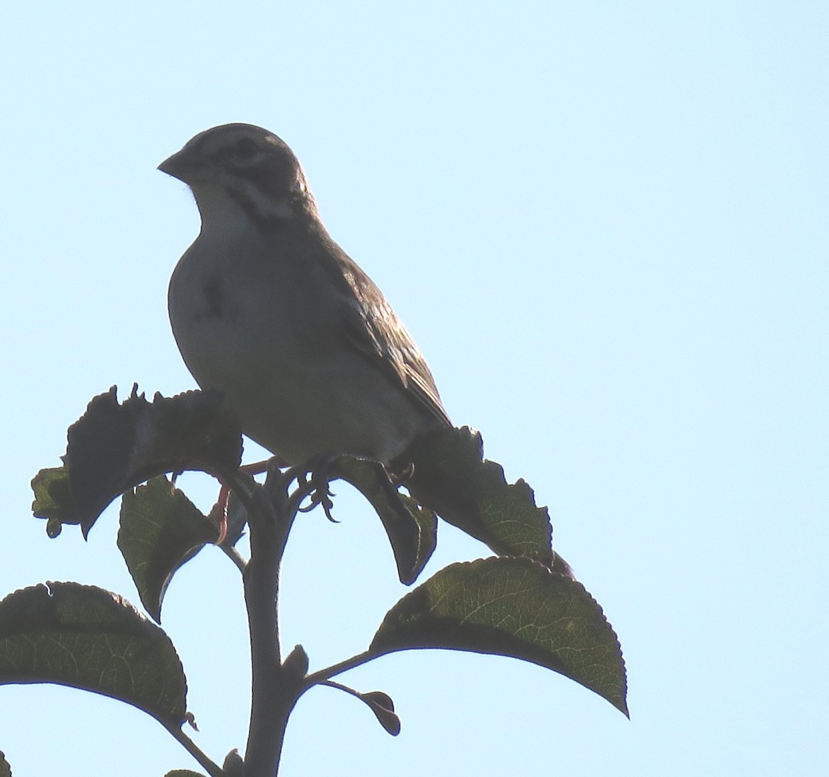 Lark Sparrow - ML602757571