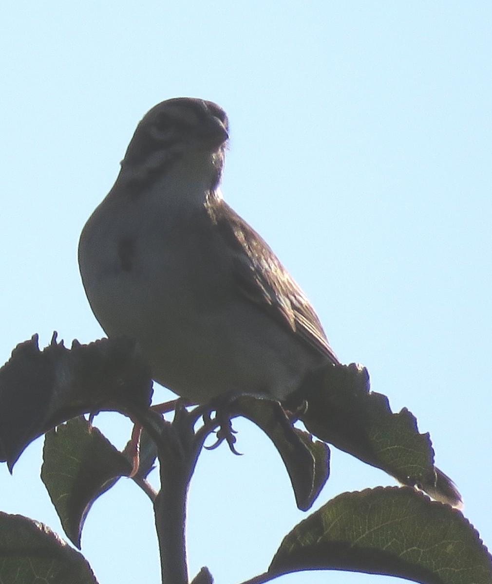 Lark Sparrow - ML602757581