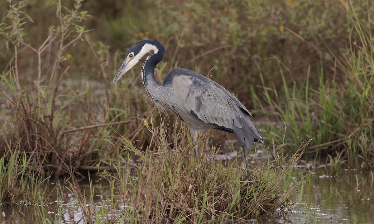 Black-headed Heron - ML602758471