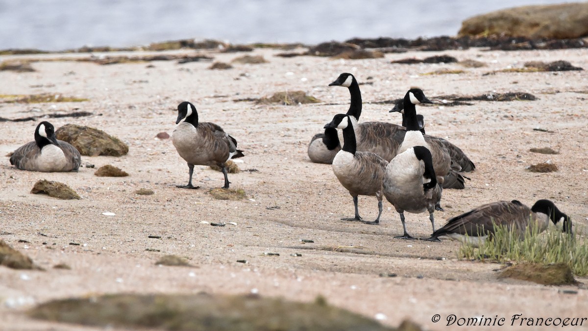 Canada Goose - ML602758701