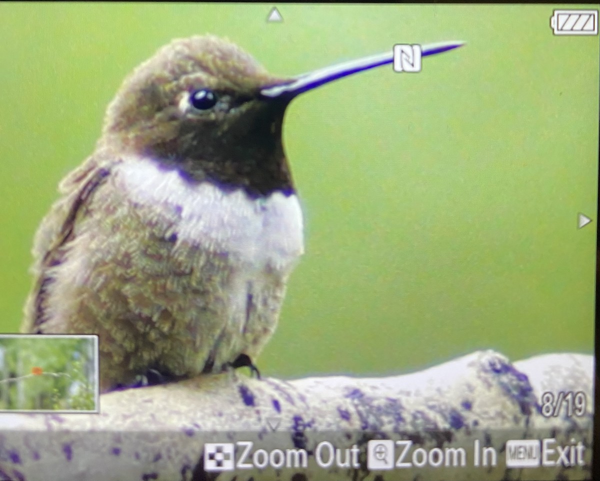 Black-chinned Hummingbird - ML602758841