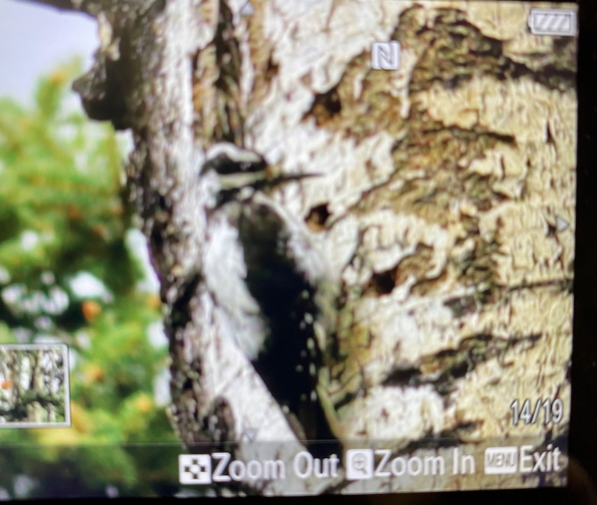 Hairy Woodpecker (Rocky Mts.) - ML602758971