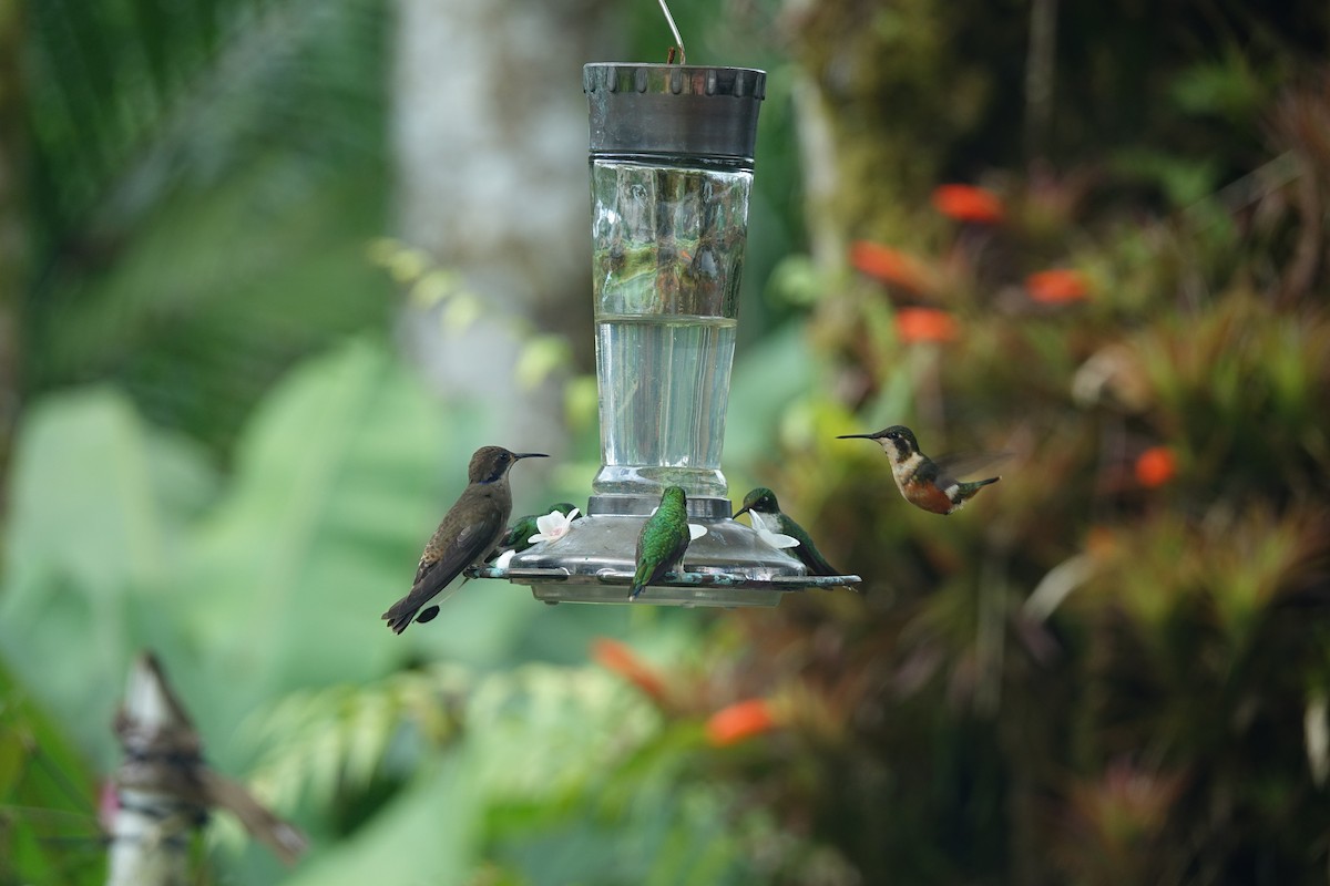 kolibřík fialovouchý - ML602759081