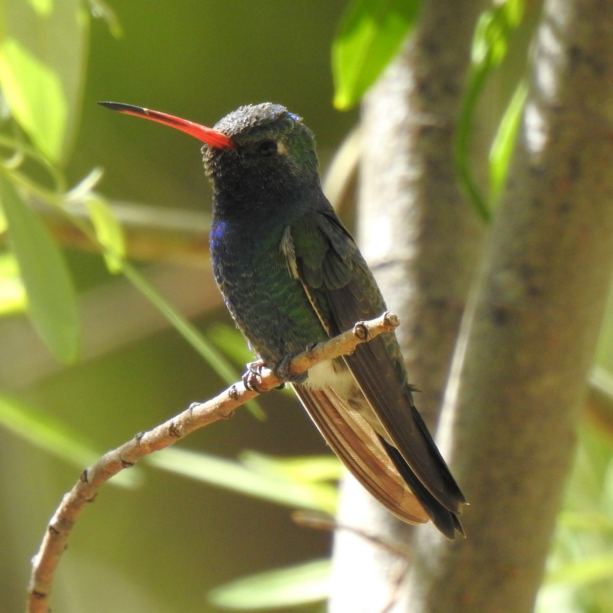 kolibřík širokozobý - ML602759161