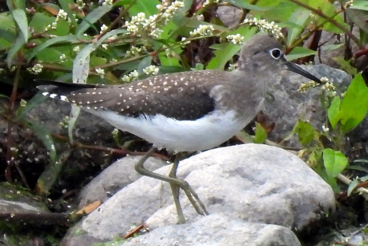 Solitary Sandpiper - ML602760041