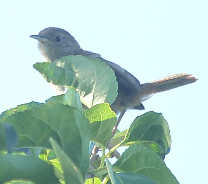 Northern House Wren - ML602760251