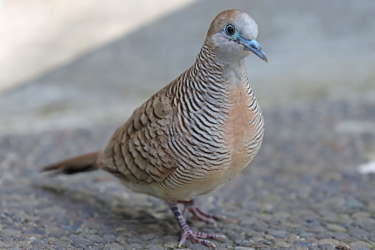 Zebra Dove - Corey Finger