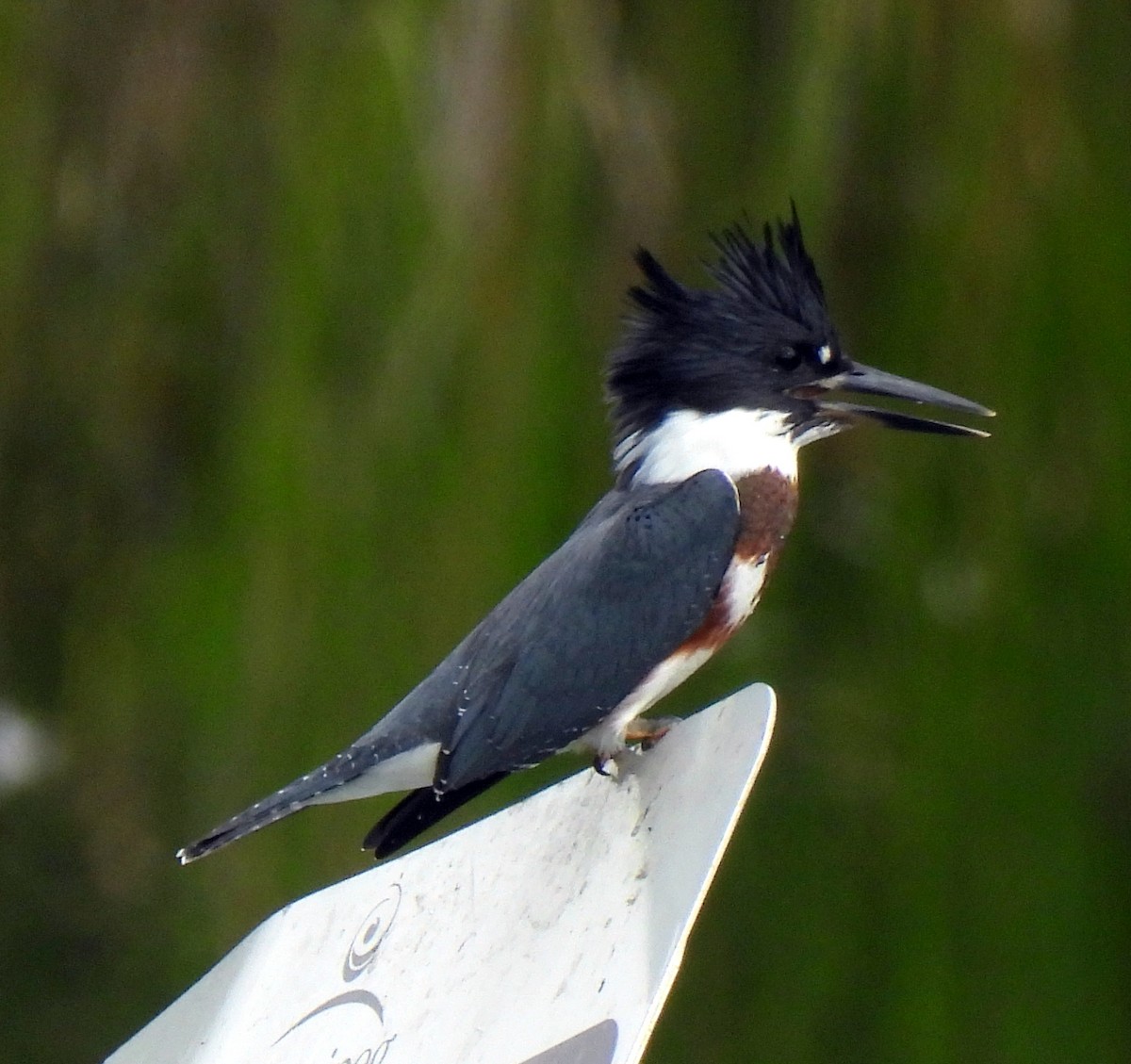 Belted Kingfisher - ML602760401