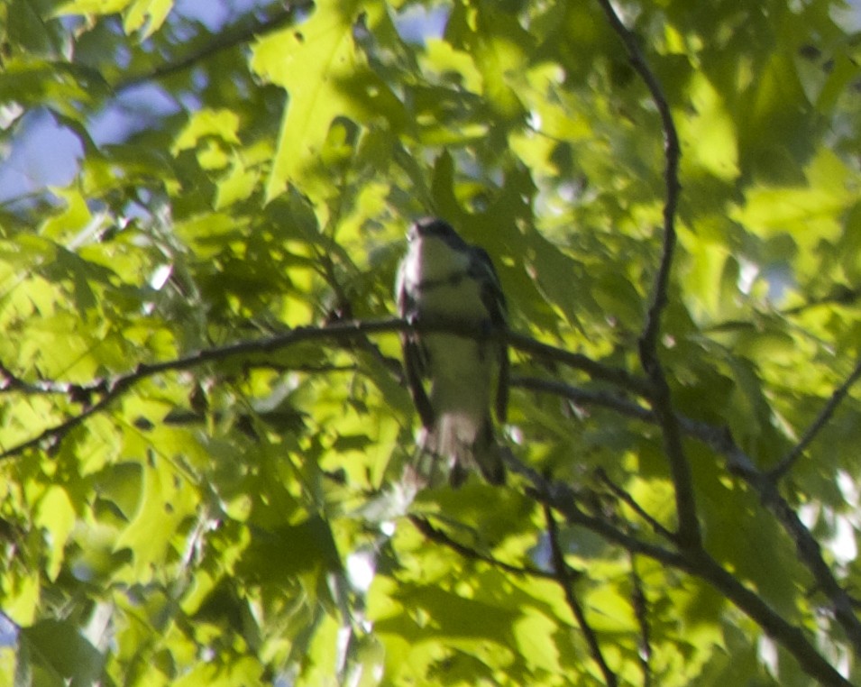 Cerulean Warbler - ML60276041