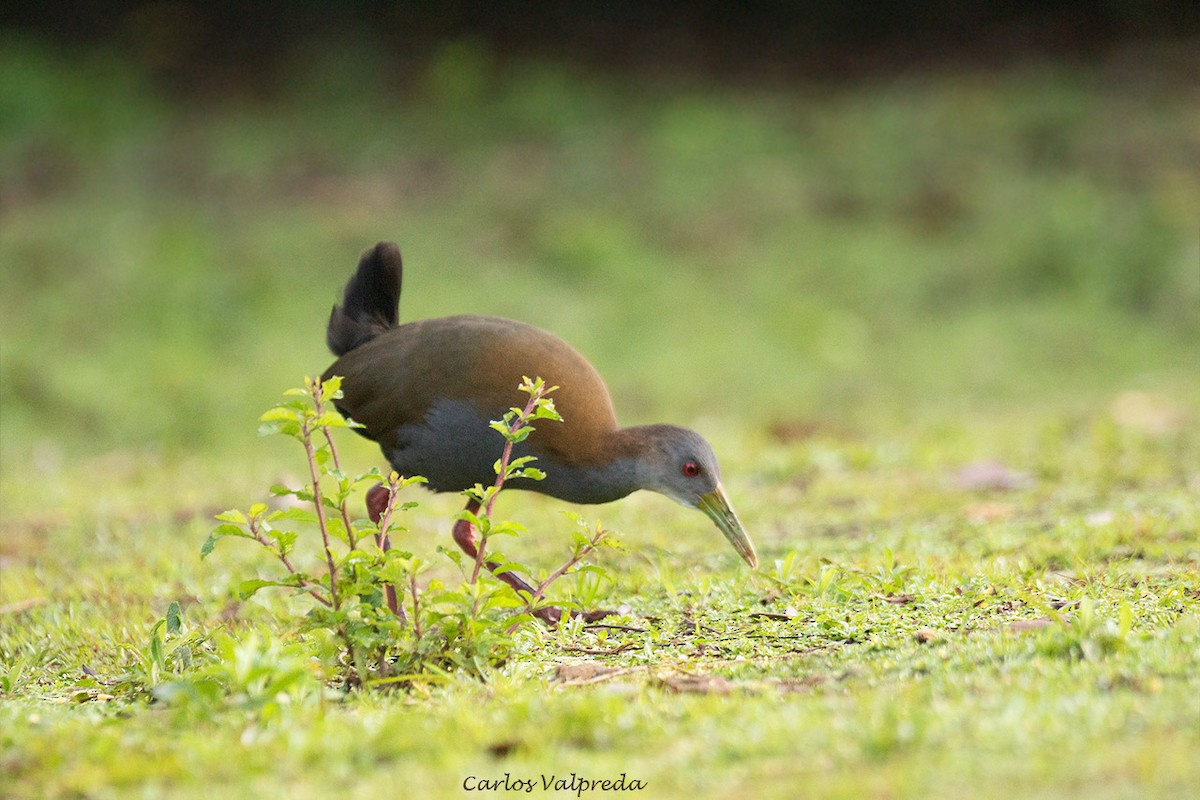 Slaty-breasted Wood-Rail - ML602760891