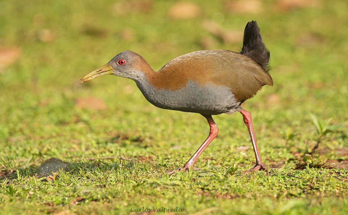 Slaty-breasted Wood-Rail - ML602760941