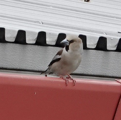 Hawfinch - Judith White