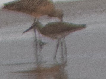 Willet - ML602761681