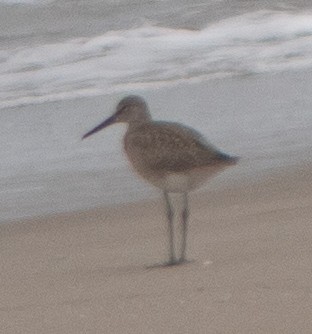 Willet - ML602761691