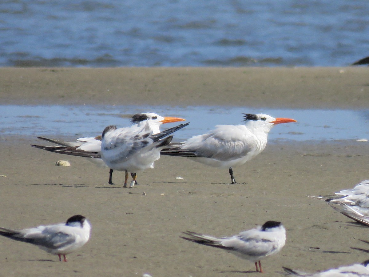 Royal Tern - ML602762341