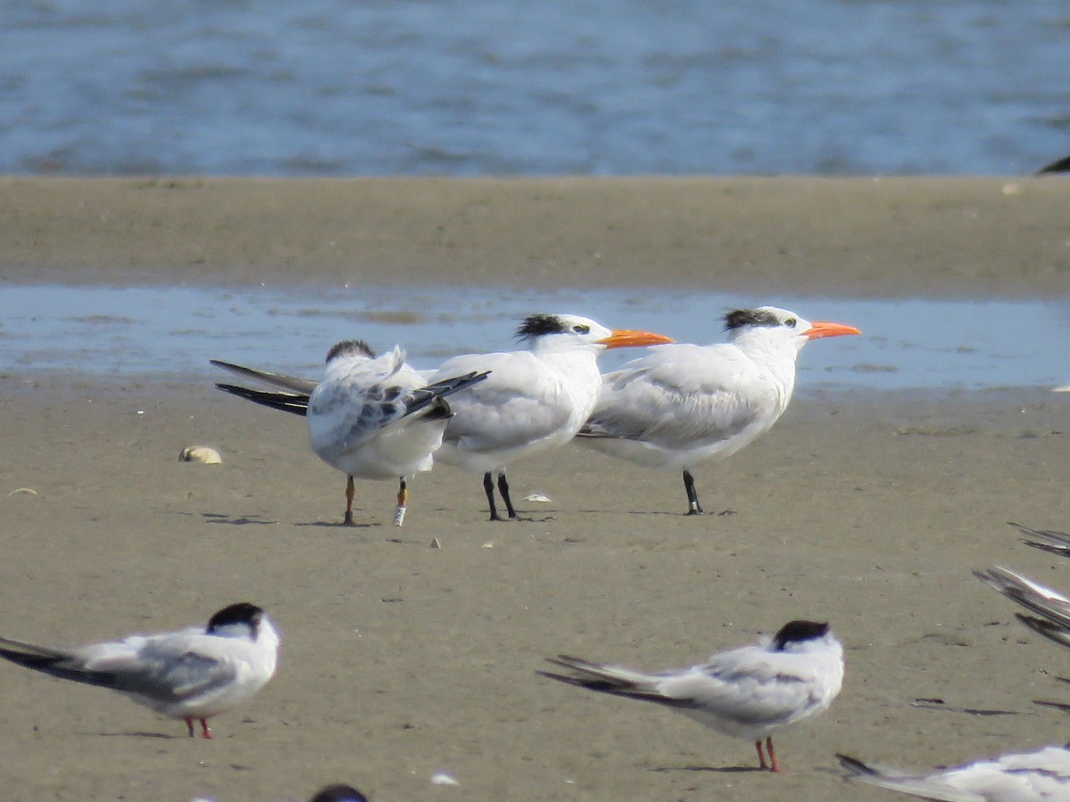 Royal Tern - ML602762351