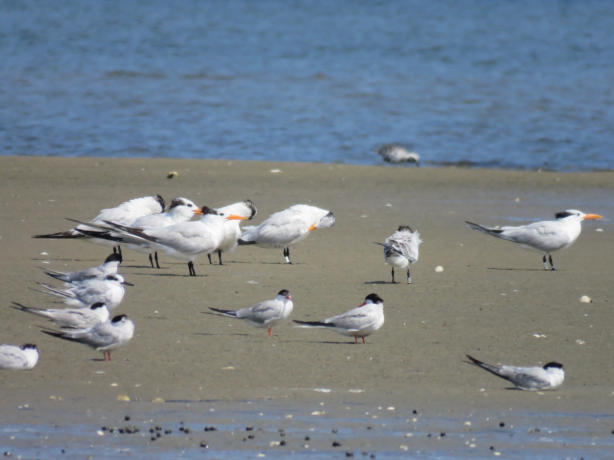 Royal Tern - ML602762401