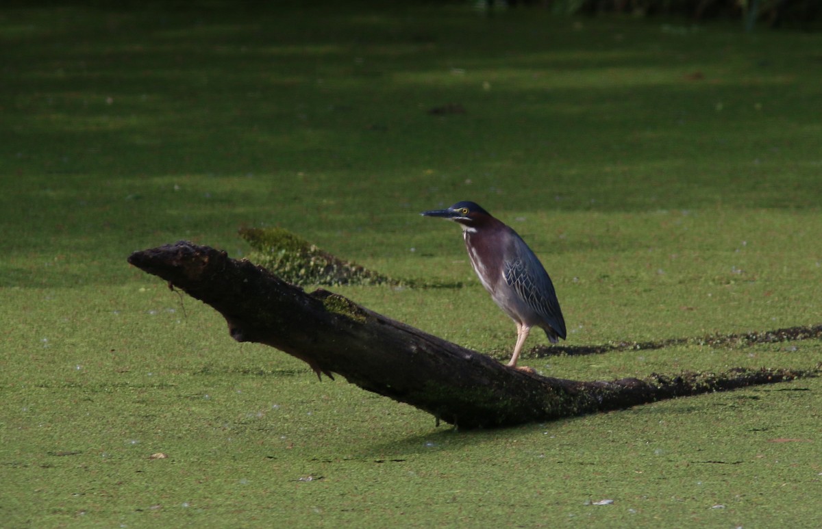 Green Heron - ML60276301