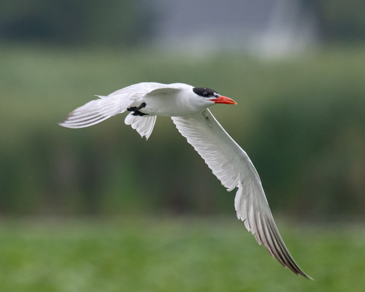 Caspian Tern - ML602764841