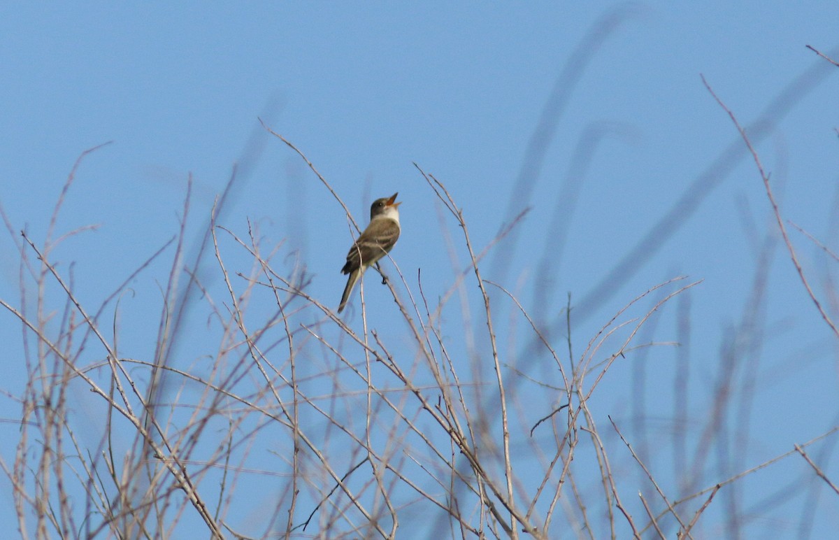 Willow Flycatcher - ML60276501