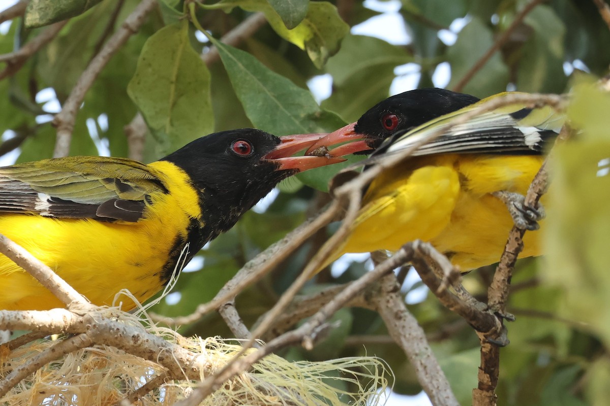 African Black-headed Oriole - Tiago Guerreiro