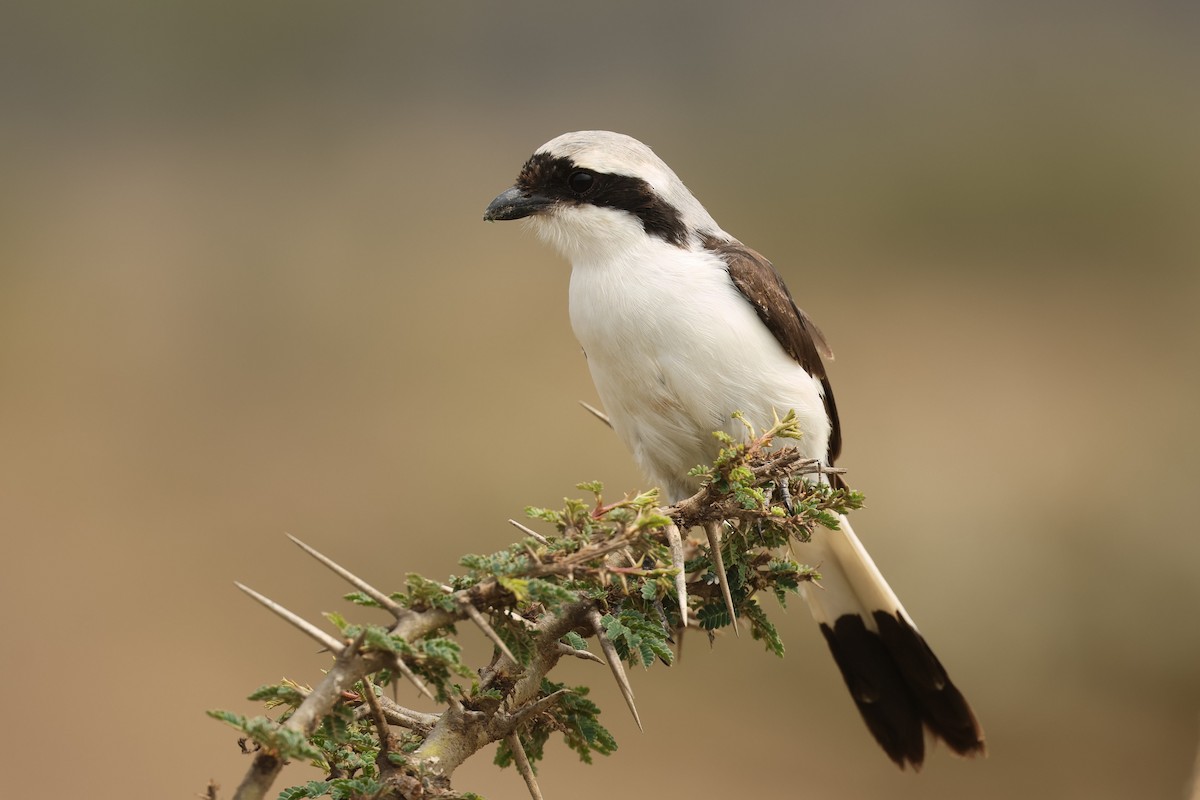 Gray-backed Fiscal - Tiago Guerreiro