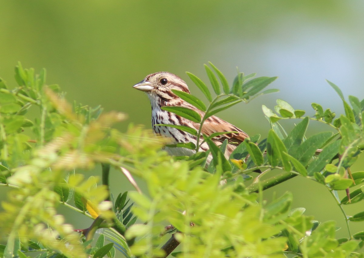 Song Sparrow - ML60276631