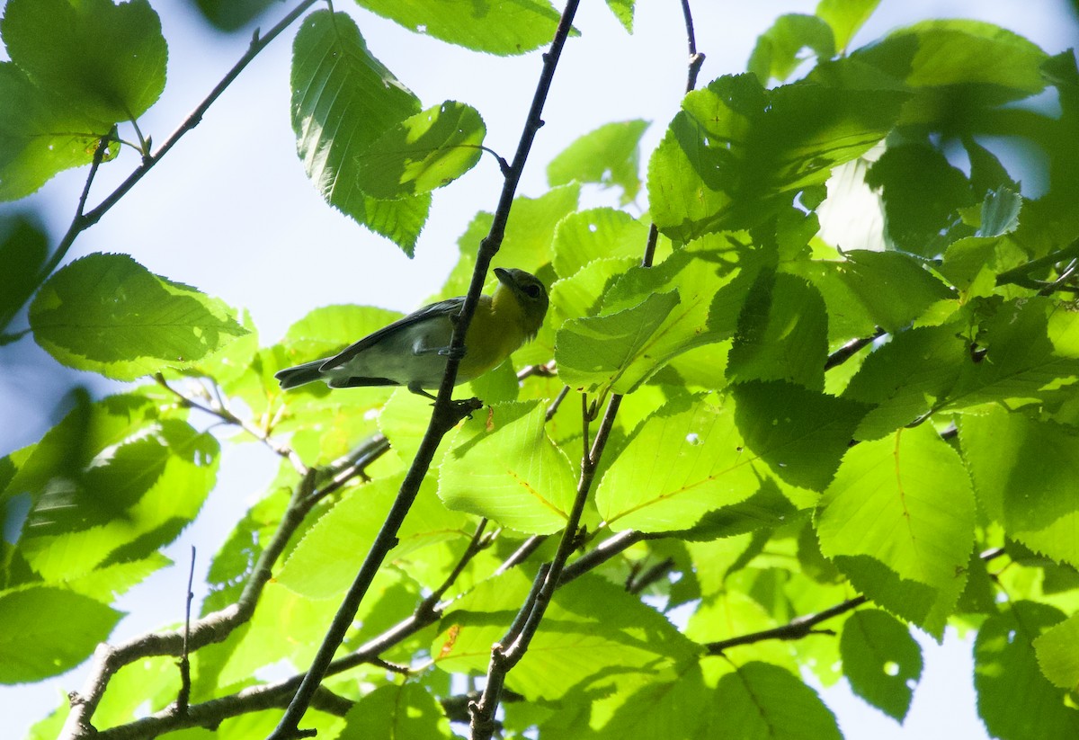 Yellow-throated Vireo - ML602766451