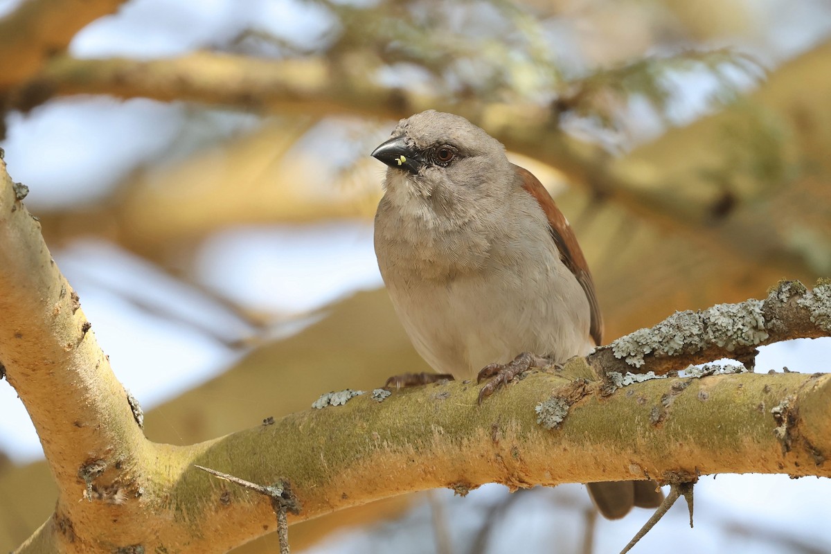 Northern Gray-headed Sparrow - ML602766671