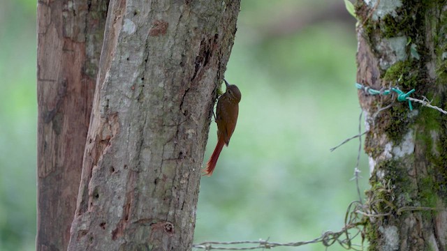 Wedge-billed Woodcreeper - ML602766851