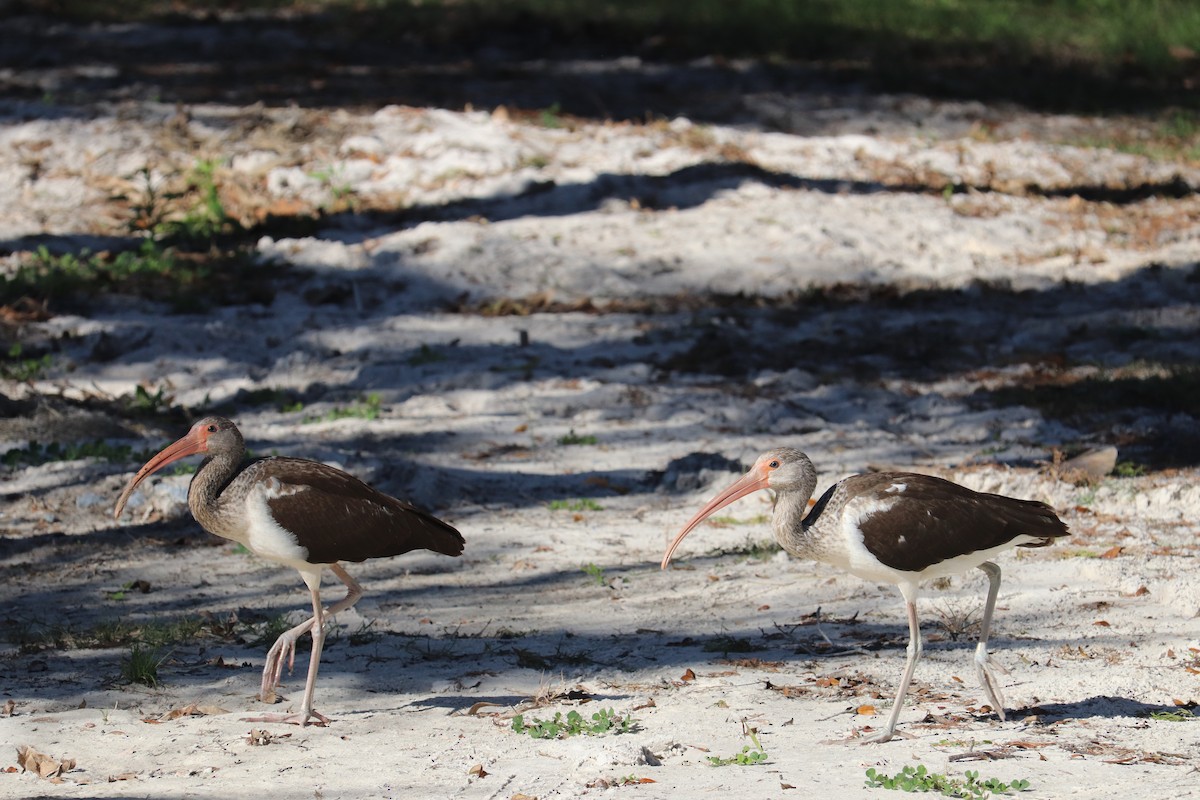 White Ibis - ML602767051