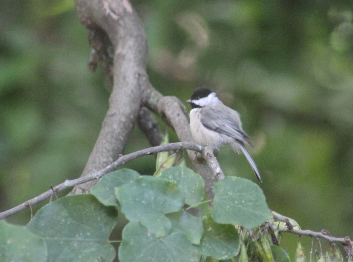 Carolina Chickadee - ML602767321