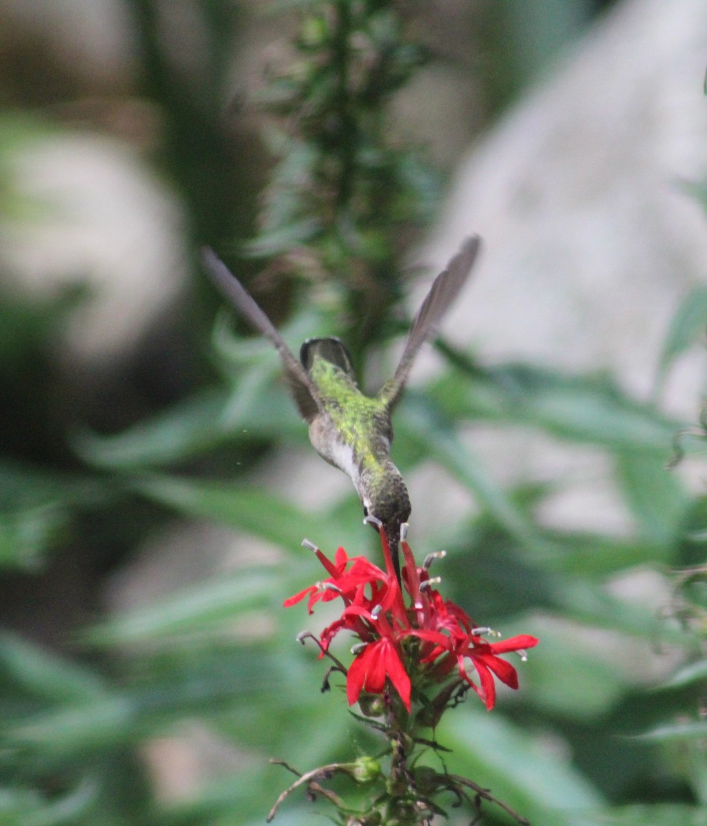 Ruby-throated Hummingbird - ML602767541