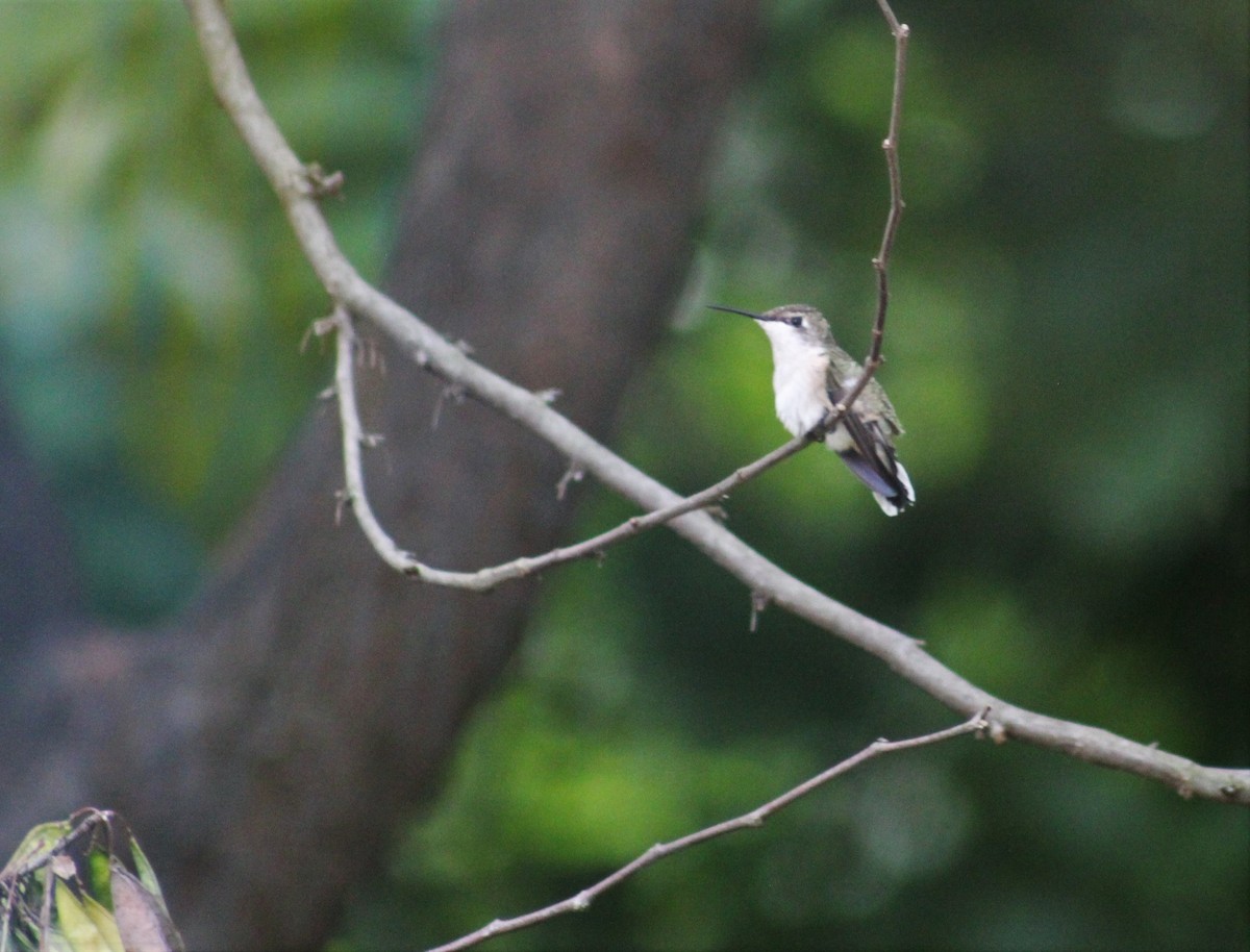 Ruby-throated Hummingbird - ML602767551