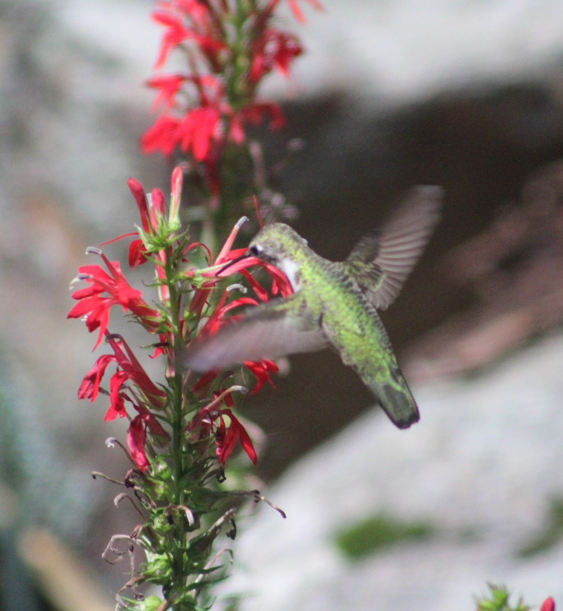 Ruby-throated Hummingbird - ML602767561