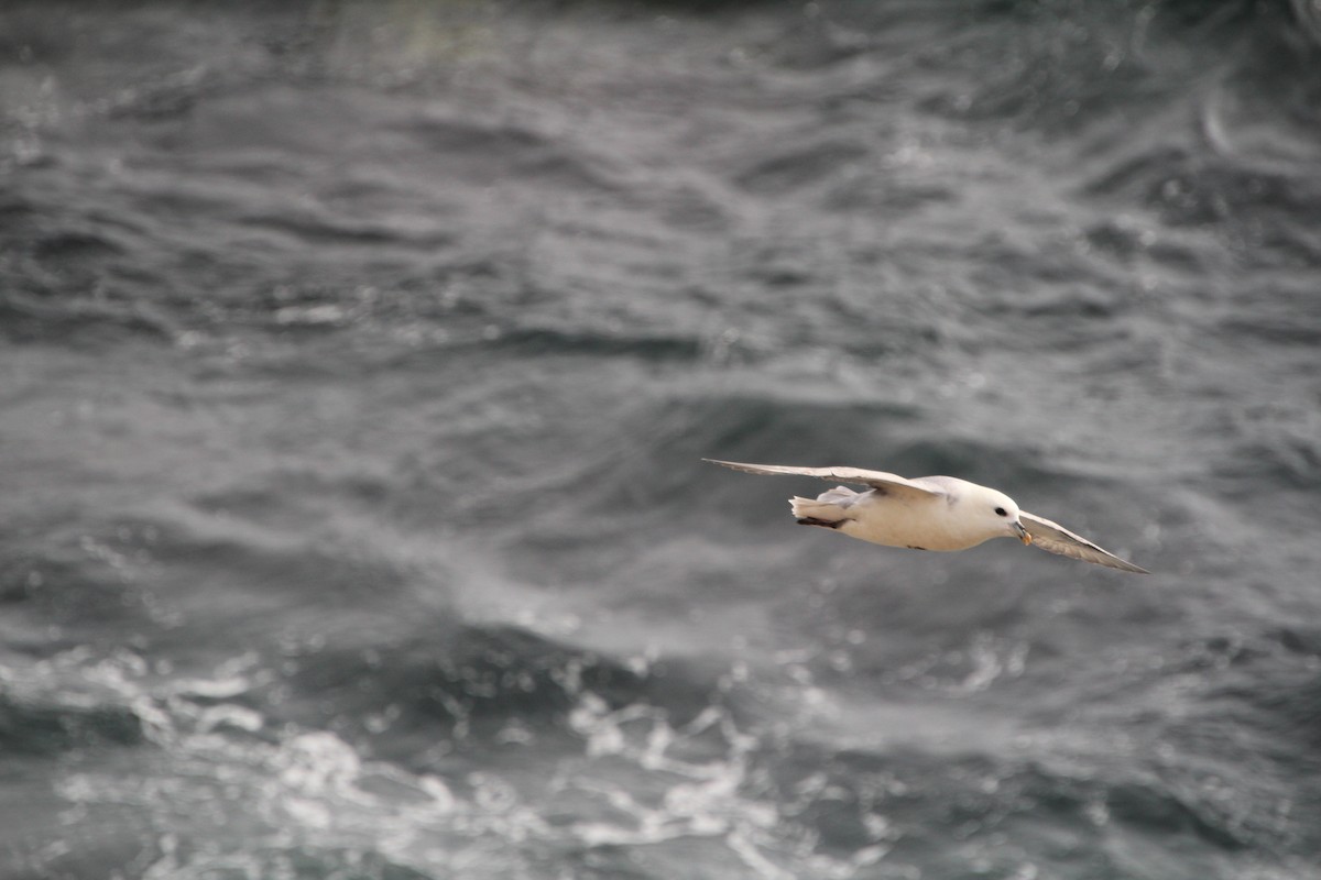 Northern Fulmar - ML602767571