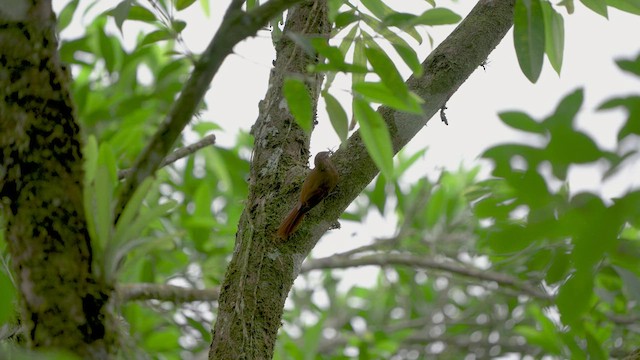 Wedge-billed Woodcreeper - ML602767941