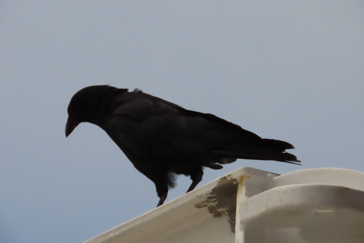 American Crow - ML602768171
