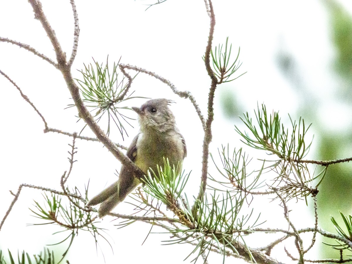 Tufted Titmouse - ML602768241