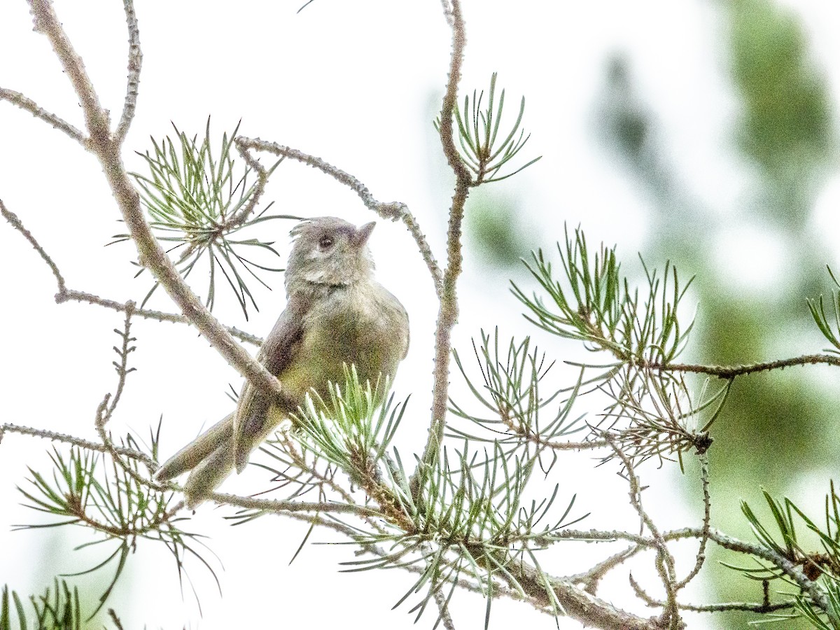 Tufted Titmouse - ML602768251