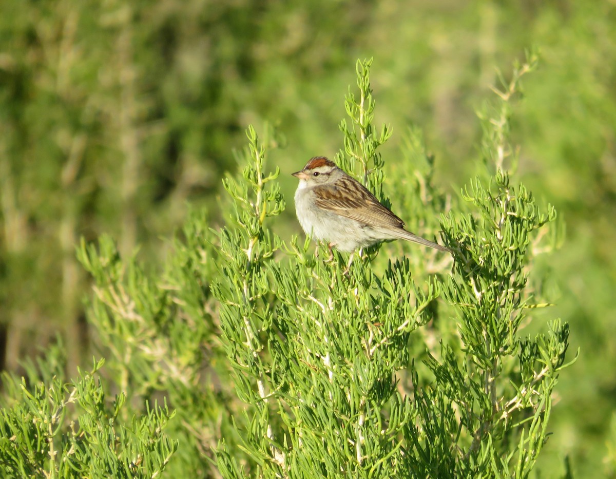 Chipping Sparrow - ML602768721