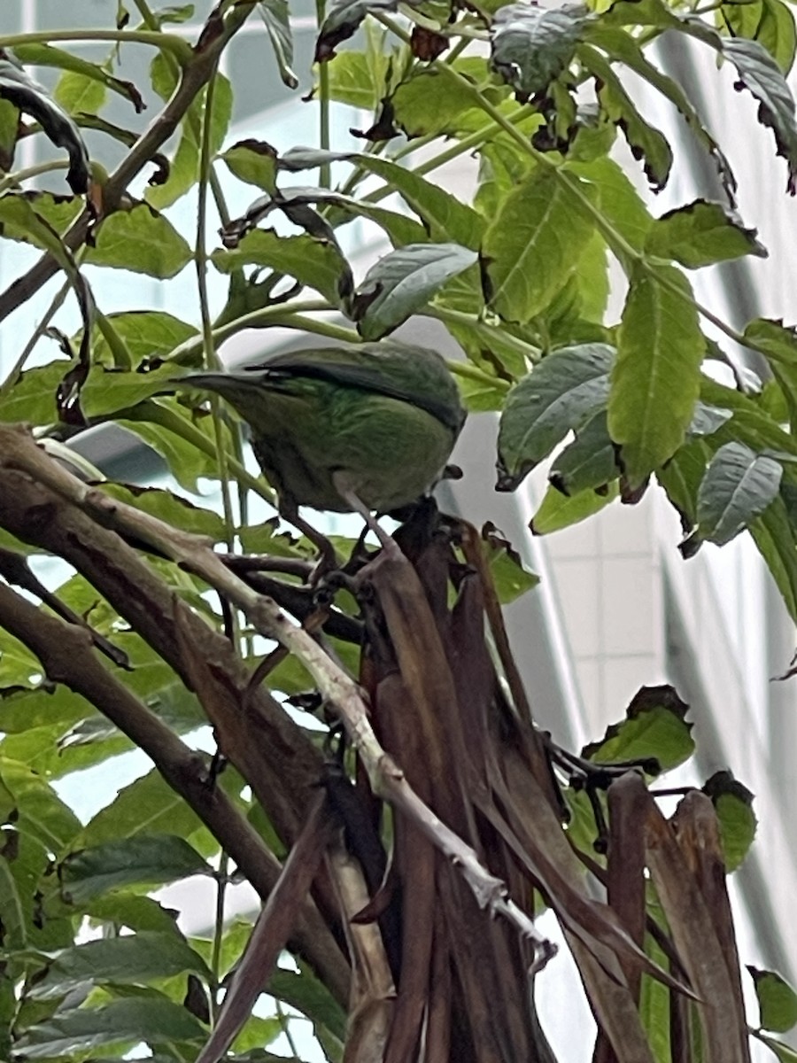 Blue Dacnis - ML602769091