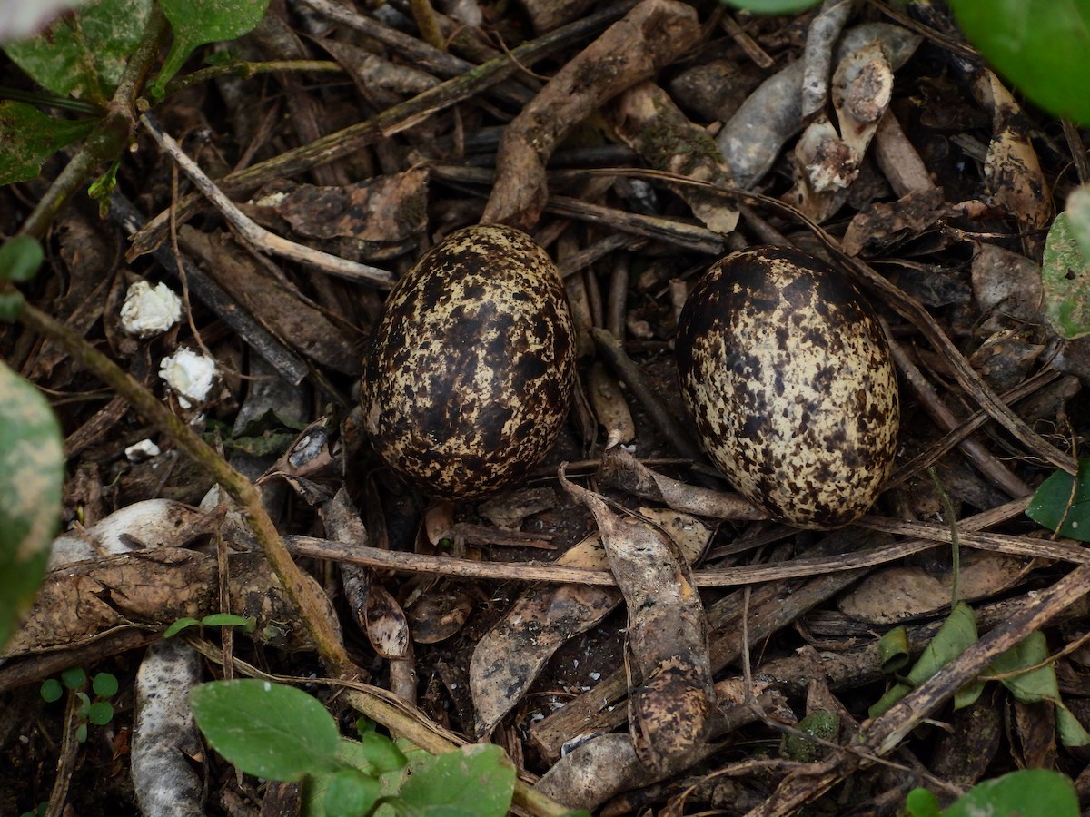 South American Painted-Snipe - ML602771131