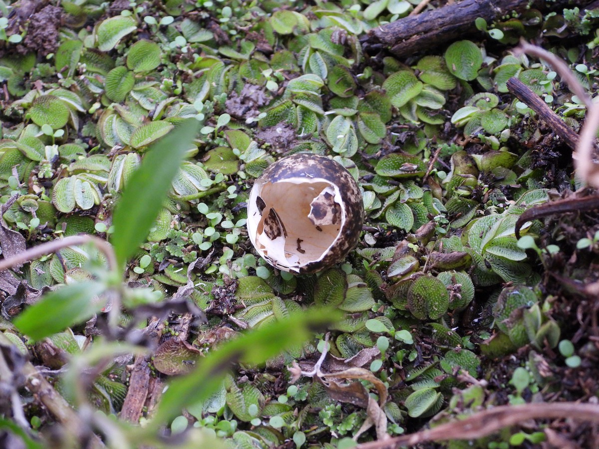 South American Painted-Snipe - ML602771381