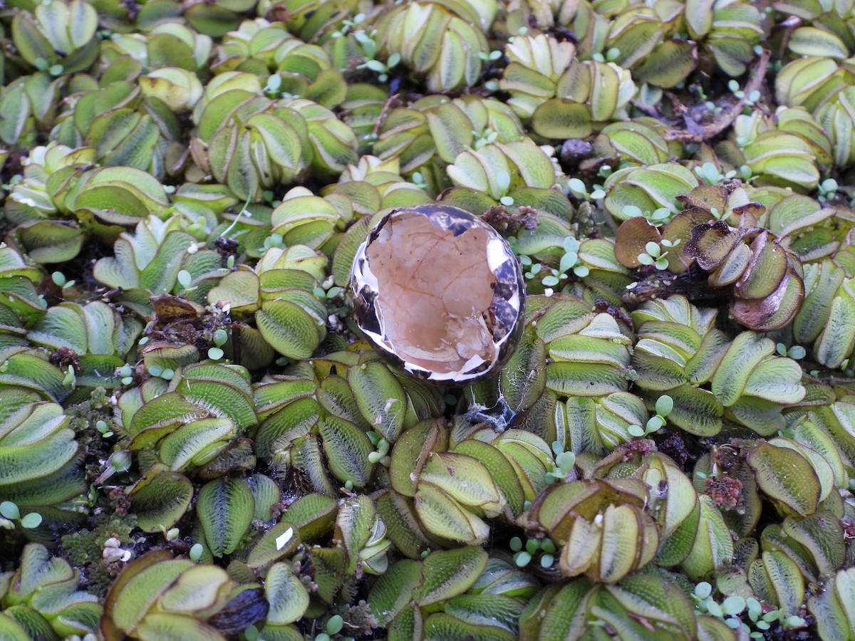 South American Painted-Snipe - ML602771391