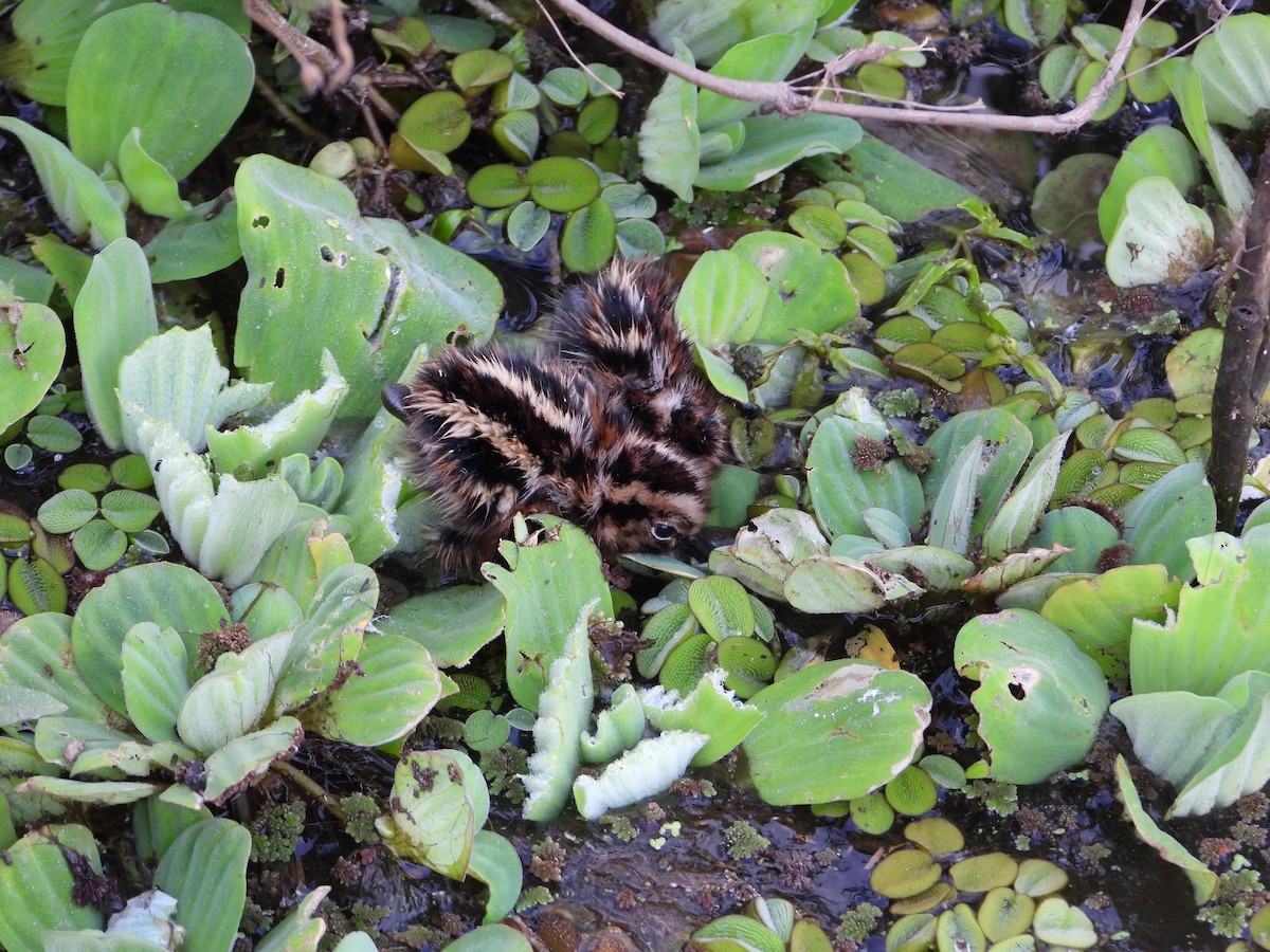 South American Painted-Snipe - ML602771511