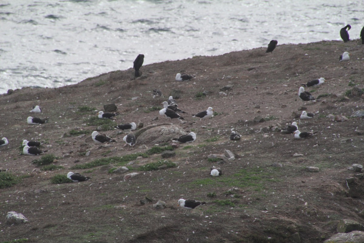 Great Black-backed Gull - ML602772091