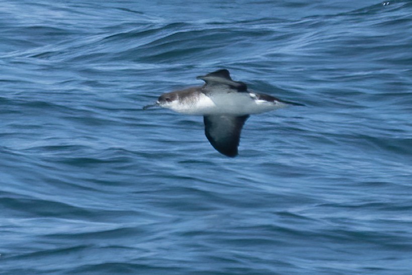 Manx Shearwater - ML602772901